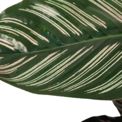 Calathea Ornata - Livingplant - Schaduwplant - P19 H75 - Kamerplant 8 Calathea Ornata - Livingplant - Schaduwplant - P19 H75 - Kamerplant -Goedkope Groen Tuin Geluk Winkel calathea ornata livingplant schaduwplant p19 h75 6 1