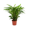 Calathea Rufibarba Bluegrass - Pauwenplant - P17 H65 - Kamerplant -Goedkope Groen Tuin Geluk Winkel calathea rufibarba bluegrass pauwenplant p17 h65 1