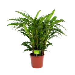 Calathea Rufibarba Bluegrass - Pauwenplant - P17 H65 - Kamerplant 8 Calathea Rufibarba Bluegrass - Pauwenplant - P17 H65 - Kamerplant -Goedkope Groen Tuin Geluk Winkel calathea rufibarba bluegrass pauwenplant p17 h65 4