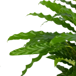 Calathea Rufibarba Bluegrass - Pauwenplant - P17 H65 - Kamerplant 9 Calathea Rufibarba Bluegrass - Pauwenplant - P17 H65 - Kamerplant -Goedkope Groen Tuin Geluk Winkel calathea rufibarba bluegrass pauwenplant p17 h65 5