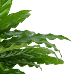 Calathea Rufibarba Bluegrass - Pauwenplant - P17 H65 - Kamerplant 10 Calathea Rufibarba Bluegrass - Pauwenplant - P17 H65 - Kamerplant -Goedkope Groen Tuin Geluk Winkel calathea rufibarba bluegrass pauwenplant p17 h65 6