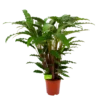 Calathea Rufibarba Bluegrass - Schaduwplant - P21 H85 - Kamerplant -Goedkope Groen Tuin Geluk Winkel calathea rufibarba bluegrass schaduwplant p21 h85 4