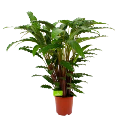 Goedkope Groen Tuin Geluk Winkel 33 Calathea Rufibarba Bluegrass - Schaduwplant - P21 H85 - Kamerplant