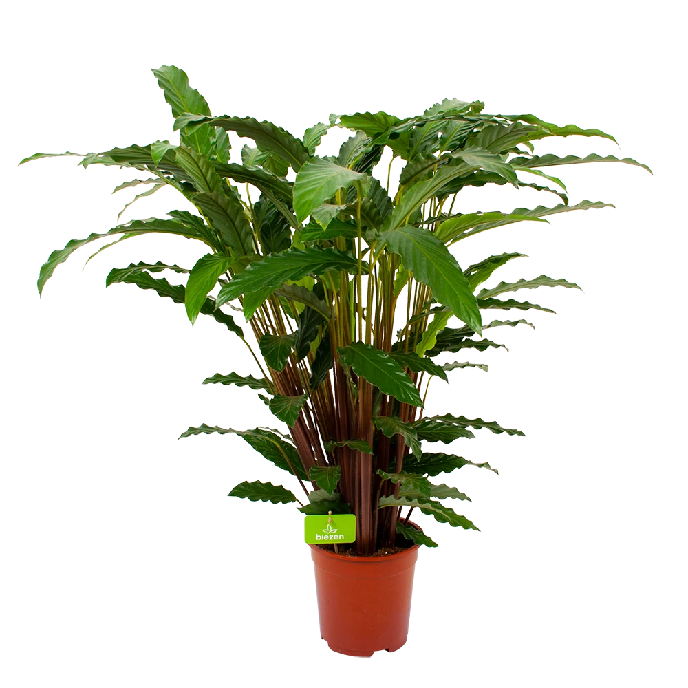 Calathea Rufibarba Bluegrass - Schaduwplant - P21 H85 - Kamerplant 3 Calathea Rufibarba Bluegrass - Schaduwplant - P21 H85 - Kamerplant