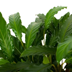 Goedkope Groen Tuin Geluk Winkel -Goedkope Groen Tuin Geluk Winkel calathea rufibarba bluegrass schaduwplant p21 h85 5