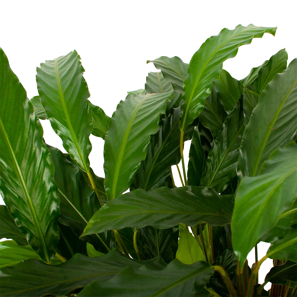 Calathea Rufibarba Bluegrass - Schaduwplant - P21 H85 - Kamerplant 4 Calathea Rufibarba Bluegrass - Schaduwplant - P21 H85 - Kamerplant - Afbeelding 2