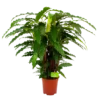 Calathea Rufibarba Bluegrass - Pauwenplant - P21 H105 - Kamerplant -Goedkope Groen Tuin Geluk Winkel calathea rufibarba mirosha pauwenplant p21 h105 4