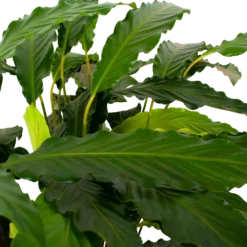 Calathea Rufibarba Bluegrass - Pauwenplant - P21 H105 - Kamerplant -Goedkope Groen Tuin Geluk Winkel calathea rufibarba mirosha pauwenplant p21 h105 5