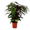 Calathea Rufibarba Wavestar - Pauwenplant - P21 H85 - Kamerplant -Goedkope Groen Tuin Geluk Winkel calathea rufibarba wavestar pauwenplant p21 h105 4