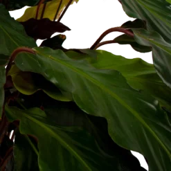Calathea Rufibarba Wavestar - Pauwenplant - P21 H85 - Kamerplant -Goedkope Groen Tuin Geluk Winkel calathea rufibarba wavestar pauwenplant p21 h105 5