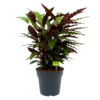 Calathea Rufibarba Wavestar - Pauwenplant - P27 H90 - Kamerplant -Goedkope Groen Tuin Geluk Winkel calathea rufibarba wavestar pauwenplant p27 h90 1 1