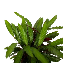 Calathea Rufibarba Wavestar - Pauwenplant - P27 H90 - Kamerplant -Goedkope Groen Tuin Geluk Winkel calathea rufibarba wavestar pauwenplant p27 h90 5 1