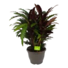 Calathea Rufibarba Wavestar - Pauwenplant - P32 H80 - Kamerplant -Goedkope Groen Tuin Geluk Winkel calathea rufibarba wavestar pauwenplant p32 h80 1