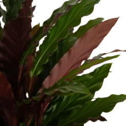 Calathea Rufibarba Wavestar - Pauwenplant - P32 H80 - Kamerplant -Goedkope Groen Tuin Geluk Winkel calathea rufibarba wavestar pauwenplant p32 h80 4