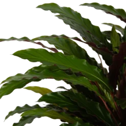 Calathea Rufibarba Wavestar - Pauwenplant - P32 H80 - Kamerplant -Goedkope Groen Tuin Geluk Winkel calathea rufibarba wavestar pauwenplant p32 h80 5