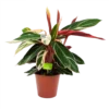 Calathea Stromante Triostar - Schaduwplant - P19 H60 - Kamerplant 2 Calathea Stromante Triostar - Schaduwplant - P19 H60 - Kamerplant -Goedkope Groen Tuin Geluk Winkel calathea stromante triostar schaduwplant p19 h60 1 3