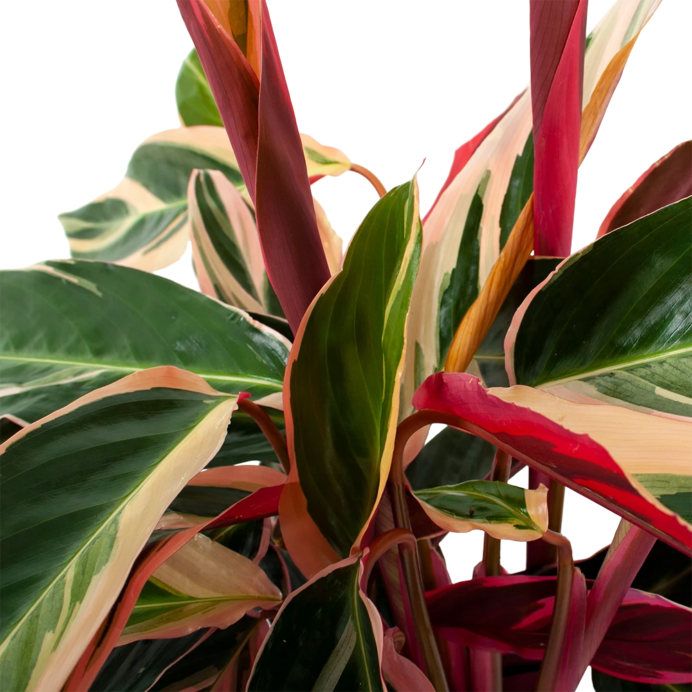Calathea Stromante Triostar - Schaduwplant - P19 H60 - Kamerplant 4 Calathea Stromante Triostar - Schaduwplant - P19 H60 - Kamerplant - Afbeelding 2