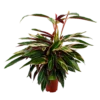 Calathea Stromante Triostar - Schaduwplant - P21 H105 - Kamerplant 2 Calathea Stromante Triostar - Schaduwplant - P21 H105 - Kamerplant -Goedkope Groen Tuin Geluk Winkel calathea stromante triostar schaduwplant p21 h105 4