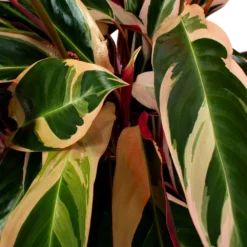 Calathea Stromante Triostar - Schaduwplant - P21 H105 - Kamerplant 6 Calathea Stromante Triostar - Schaduwplant - P21 H105 - Kamerplant -Goedkope Groen Tuin Geluk Winkel calathea stromante triostar schaduwplant p21 h105 5