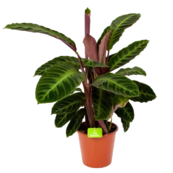 Nieuwe Producten 6 Calathea Warcewiczii - Livingplant - P19 H75 - Kamerplant