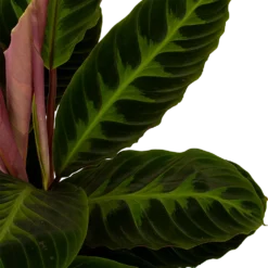 Nieuwe Producten -Goedkope Groen Tuin Geluk Winkel calathea warcewiczii livingplant p19 h75 5 1
