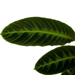 Calathea Warcewiczii - Livingplant - P19 H75 - Kamerplant 8 Calathea Warcewiczii - Livingplant - P19 H75 - Kamerplant -Goedkope Groen Tuin Geluk Winkel calathea warcewiczii livingplant p19 h75 6