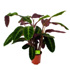Nieuwe Producten 8 Calathea Warcewiczii - Livingplant - P21 H75 - Kamerplant