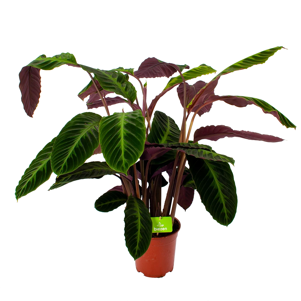 Calathea Warcewiczii - Livingplant - P21 H75 - Kamerplant 3 Calathea Warcewiczii - Livingplant - P21 H75 - Kamerplant