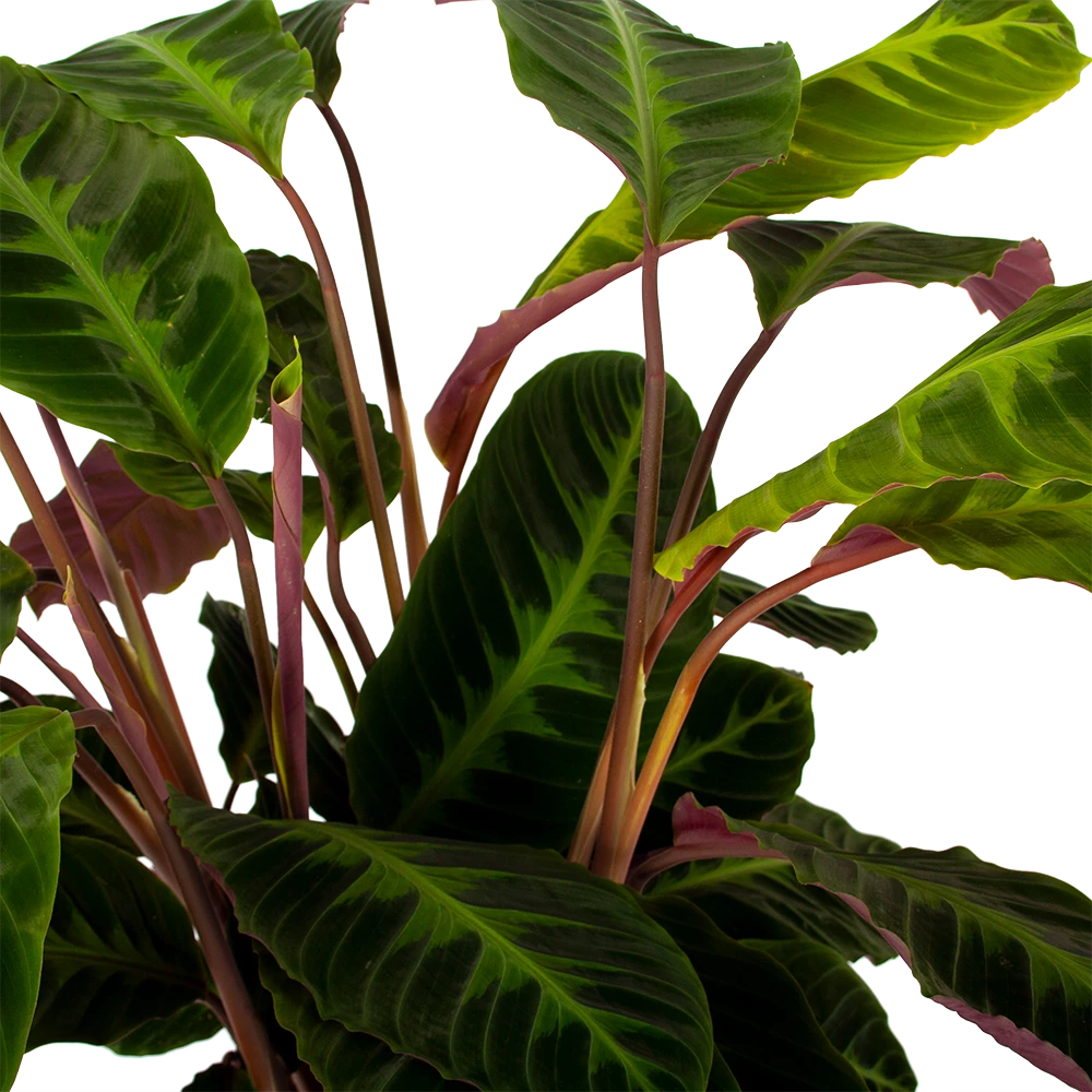 Calathea Warcewiczii - Livingplant - P21 H75 - Kamerplant 4 Calathea Warcewiczii - Livingplant - P21 H75 - Kamerplant - Afbeelding 2