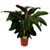 Calathea Warcewiczii - Livingplant - P21 H90 - Kamerplant 1 Calathea Warcewiczii - Livingplant - P21 H90 - Kamerplant -Goedkope Groen Tuin Geluk Winkel calathea warcewiczii livingplant p21 h90 1