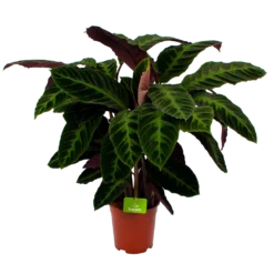 Calathea Warcewiczii - Livingplant - P21 H90 - Kamerplant