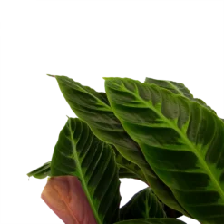 Nieuwe Producten -Goedkope Groen Tuin Geluk Winkel calathea warcewiczii livingplant p21 h90 2