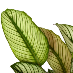 Nieuwe Producten -Goedkope Groen Tuin Geluk Winkel calathea whitestar schaduwplant p19 h75 5 1
