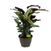 Calathea Whitestar - Schaduwplant - P32 H80 - Kamerplant 1 Calathea Whitestar - Schaduwplant - P32 H80 - Kamerplant -Goedkope Groen Tuin Geluk Winkel calathea whitestar schaduwplant p32 h80 1