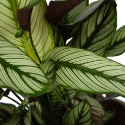 Calathea Whitestar - Schaduwplant - P32 H80 - Kamerplant -Goedkope Groen Tuin Geluk Winkel calathea whitestar schaduwplant p32 h80 6