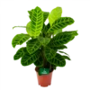 Calathea Zebrina - Livingplant - P19 H80 - Kamerplant -Goedkope Groen Tuin Geluk Winkel calathea zebrina livingplant p19 h65 1 2