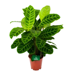 Calathea Zebrina - Livingplant - P19 H80 - Kamerplant