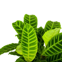 Nieuwe Producten -Goedkope Groen Tuin Geluk Winkel calathea zebrina livingplant p19 h65 5 1