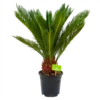 Cycas Revoluta - Vredespalm - P17 H60 - Kamerplant -Goedkope Groen Tuin Geluk Winkel cycas revoluta vredespalm p17 h60 4
