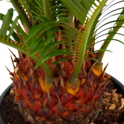 Cycas Revoluta - Vredespalm - P17 H60 - Kamerplant 6 Cycas Revoluta - Vredespalm - P17 H60 - Kamerplant -Goedkope Groen Tuin Geluk Winkel cycas revoluta vredespalm p17 h60 5