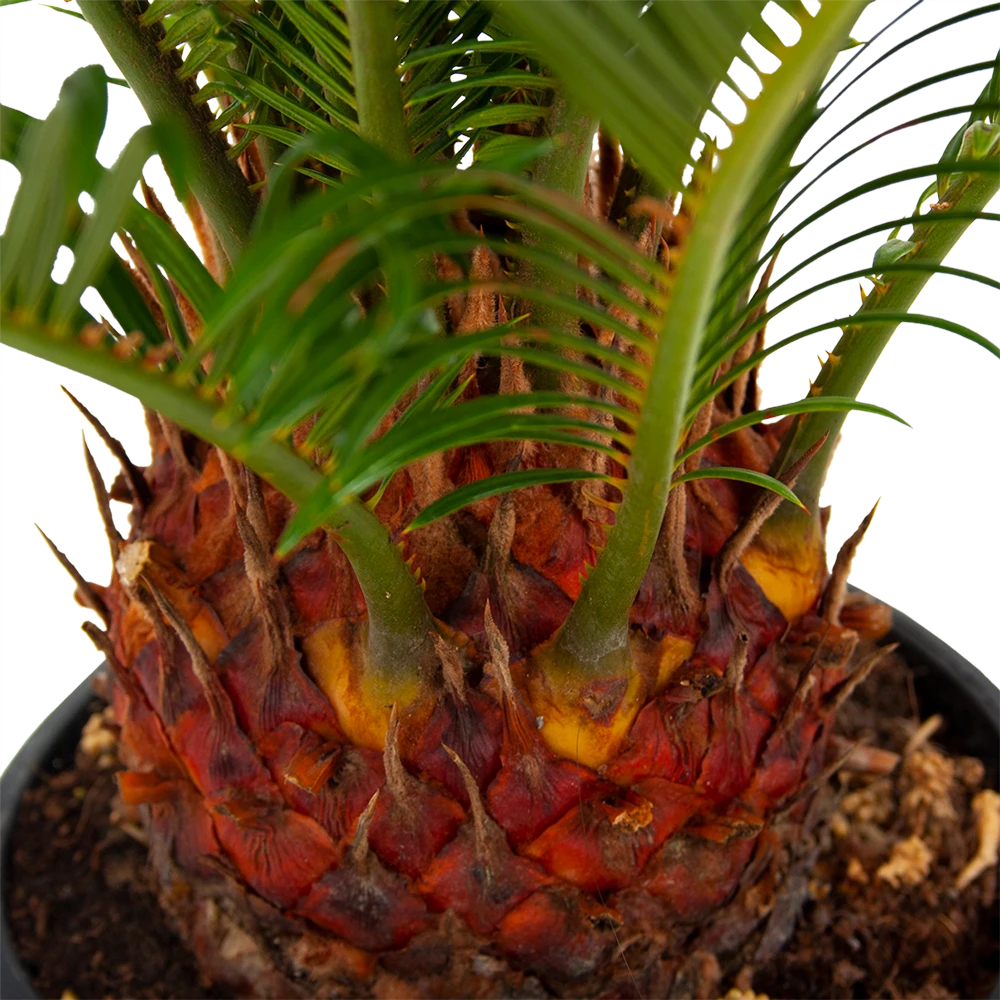 Cycas Revoluta - Vredespalm - P17 H60 - Kamerplant 4 Cycas Revoluta - Vredespalm - P17 H60 - Kamerplant - Afbeelding 2