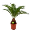 Cycas Revoluta - Vredespalm - P24 H85 - Kamerplant 1 Cycas Revoluta - Vredespalm - P24 H85 - Kamerplant -Goedkope Groen Tuin Geluk Winkel cycas revoluta vredespalm p24cm h85cm 4