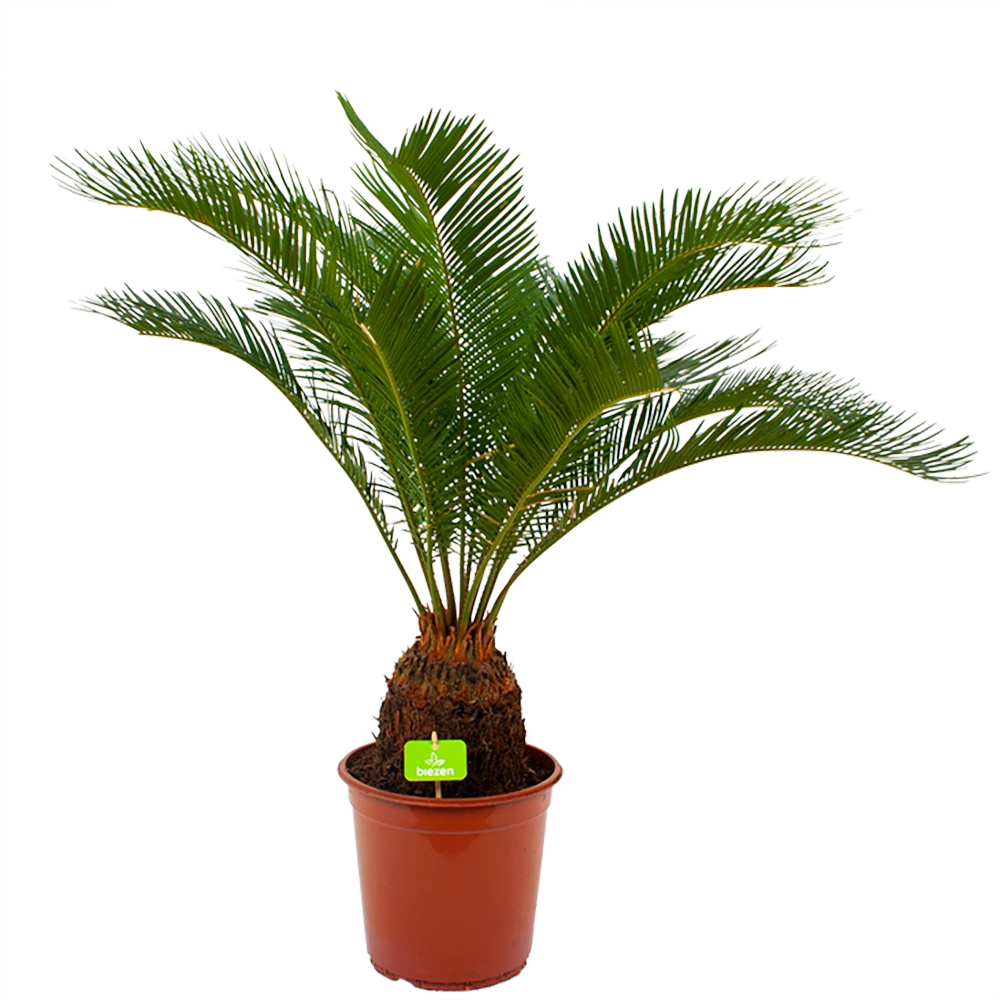 Cycas Revoluta - Vredespalm - P24 H85 - Kamerplant 3 Cycas Revoluta - Vredespalm - P24 H85 - Kamerplant