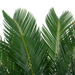 Cycas Revoluta - Vredespalm - P24 H85 - Kamerplant 6 Cycas Revoluta - Vredespalm - P24 H85 - Kamerplant -Goedkope Groen Tuin Geluk Winkel cycas revoluta vredespalm p24cm h85cm 5