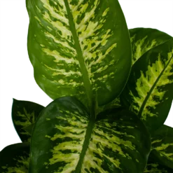 Dieffenbachia Seguine 'Reeva' - P19 H60 - Kamerplant -Goedkope Groen Tuin Geluk Winkel dieffenbachia seguine reeva p19 h60 5