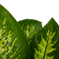 Dieffenbachia Seguine 'Reeva' - P19 H60 - Kamerplant -Goedkope Groen Tuin Geluk Winkel dieffenbachia seguine reeva p19 h60 6