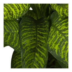 Dieffenbachia Seguine Tropic Jewel - P35 H130 - Kamerplant -Goedkope Groen Tuin Geluk Winkel dieffenbachia seguine tropic jewel p35 h130 4