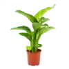 Dieffenbachia Seguine Tropic Snow - P19 H70 - Kamerplant 2 Dieffenbachia Seguine Tropic Snow - P19 H70 - Kamerplant -Goedkope Groen Tuin Geluk Winkel dieffenbachia seguine tropic snow p19 h70 4