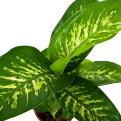 Dieffenbachia Seguine Tropic Snow - P19 H70 - Kamerplant -Goedkope Groen Tuin Geluk Winkel dieffenbachia seguine tropic snow p19 h70 5
