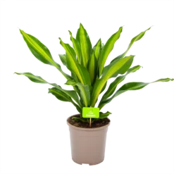 Goedkope Groen Tuin Geluk Winkel 27 Dracaena Burley - Drakenbloedboom - P24 H90 - Kamerplant